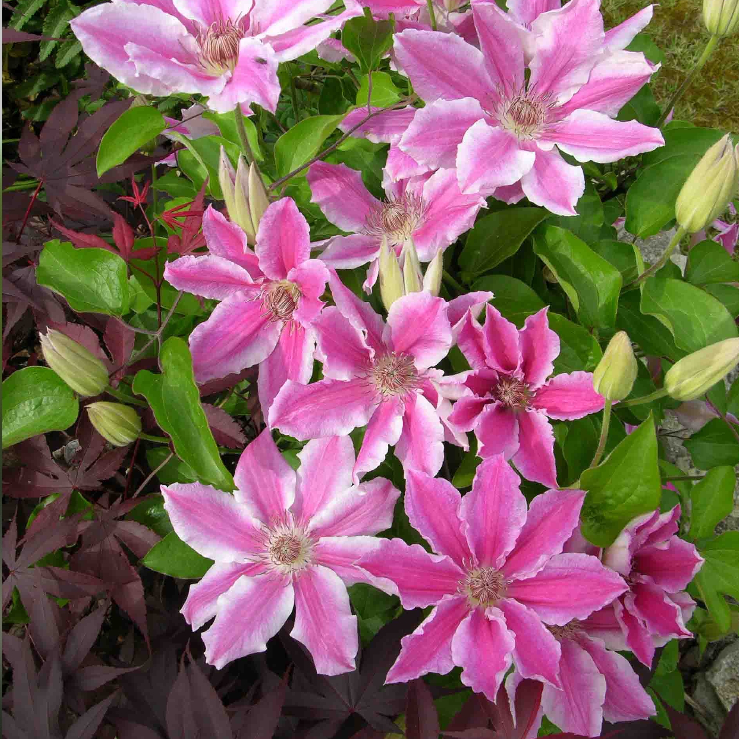 Clematis 'Carnaby'